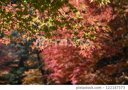 Maple Lake Maple Lake 122187373