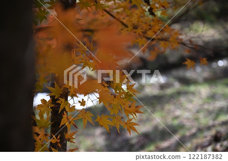 楓湖 楓湖 122187382