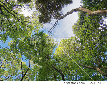 常綠闊葉林林冠 常綠闊葉林林冠 122187413