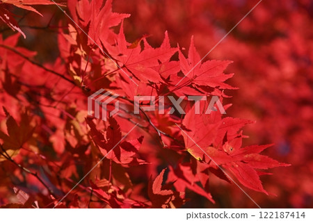 Maple Lake 122187414