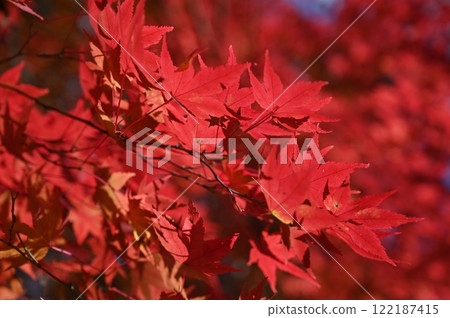 Maple Lake 122187415