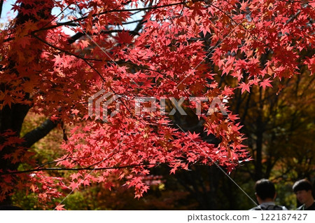 Maple Lake Maple Lake 122187427