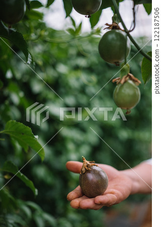 Hand holding ripe passion fruit with green foliage in the background during harvest season Hand holding ripe passion fruit with green foliage in the background during harvest season 122187506