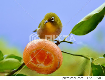 Enjoy the winter garden with the birds. 122187509