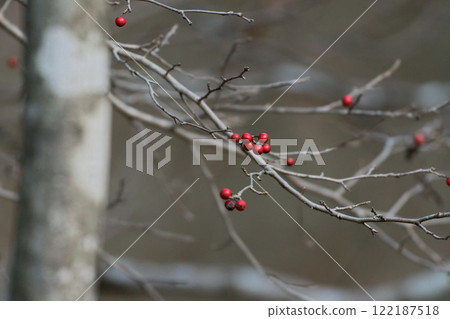 Red fruit of Ilexaceae Red fruit of Ilexaceae 122187518