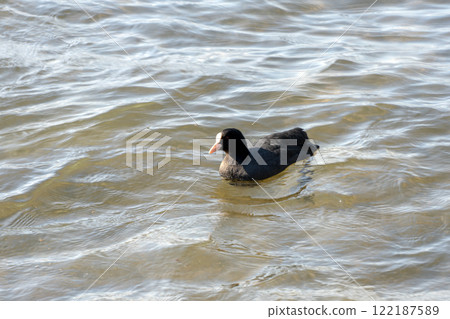 Coot on the shore 122187589