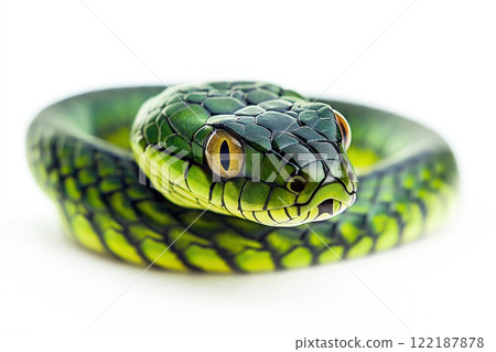 Beautiful snake isolated on white background. Close up. Studio shot. Beautiful snake isolated on white background. Close up. Studio shot. 122187878