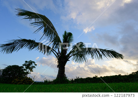 Palm trees and sky, tropical landscape 122187973