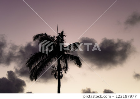 棕櫚樹和天空-熱帶景觀 棕櫚樹和天空-熱帶景觀 122187977