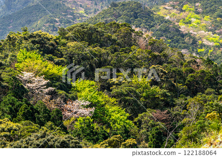 新綠與山櫻：阿爾卑斯山近海神居住的島嶼屋久島 122188064
