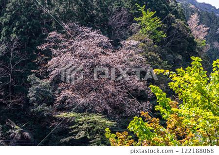 Fresh greenery and mountain cherry blossoms: Yakushima, an island in the offshore Alps where gods reside Fresh greenery and mountain cherry blossoms: Yakushima, an island in the offshore Alps where gods reside 122188068