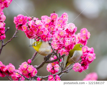 A white-eye on a red plum blossom as spring begins 122188137