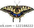 張開翅膀的鳳蝶馬卡翁 122188222
