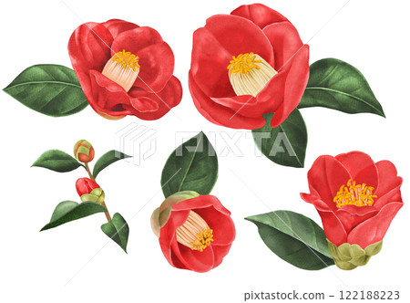 具有類似紋理表達的山茶花的剪切插圖 122188223