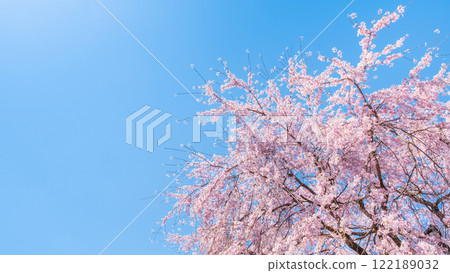 櫻花和藍天 櫻花和藍天 122189032