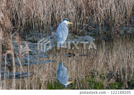 野生蒼鷺 122189205