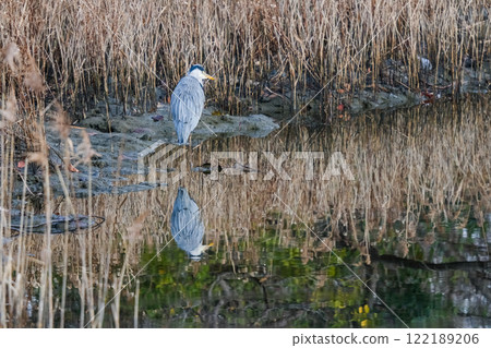 野生蒼鷺 122189206