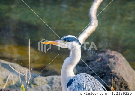Wild heron Wild heron 122189220