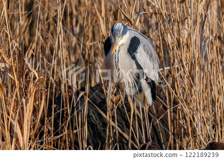 Wild heron Wild heron 122189239