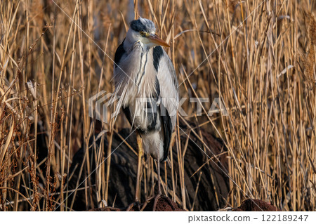 野生蒼鷺 122189247