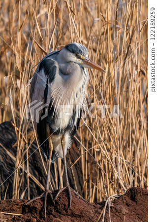 Wild heron Wild heron 122189259
