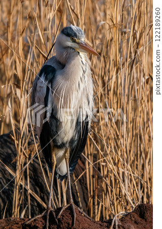 Wild heron Wild heron 122189260
