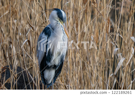 Wild heron Wild heron 122189261