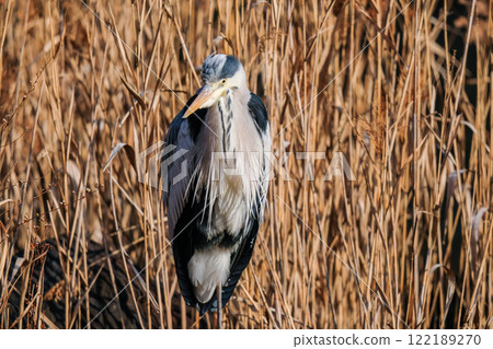 Wild heron 122189270