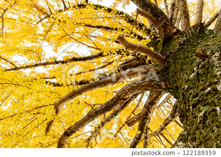 銀杏變黃了 122189359