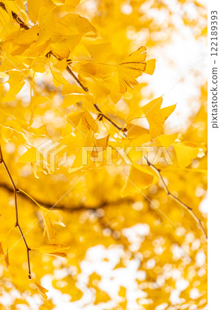 Leaves of ginkgo biloba colored yellow 122189393