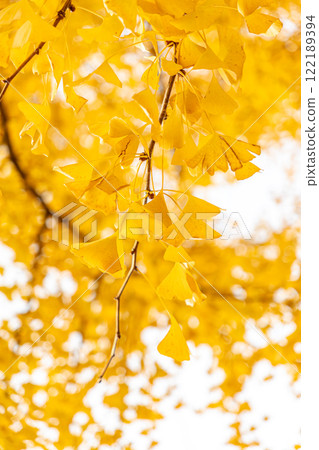 Leaves of ginkgo biloba colored yellow 122189394