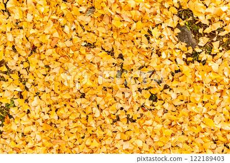 Fallen leaves of one side of Ginkgo biloba 122189403