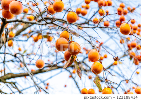 水果柿子 水果柿子 122189414