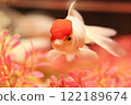 A Ranchu with a beautiful fleshy lump 122189674