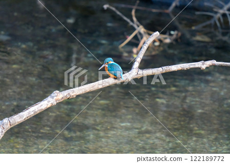 翠鳥站在水邊 122189772