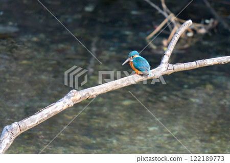 翠鳥站在水邊 122189773