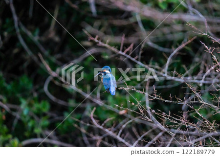 Kingfisher standing by the water Kingfisher standing by the water 122189779