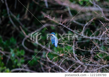 Kingfisher standing by the water Kingfisher standing by the water 122189780