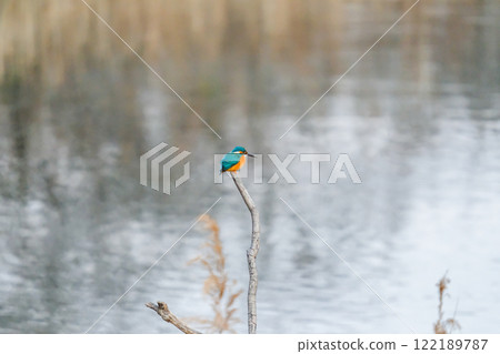 Kingfisher standing by the water 122189787