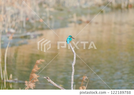 Kingfisher standing by the water 122189788