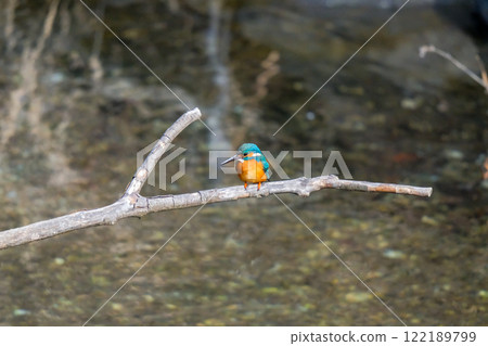 翠鳥站在水邊 122189799