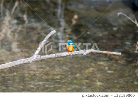 翠鳥站在水邊 122189800