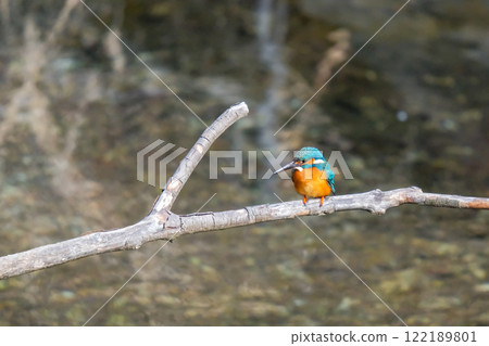 翠鳥站在水邊 122189801