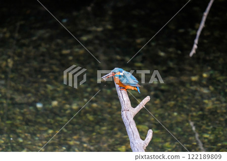 翠鳥站在水邊 122189809