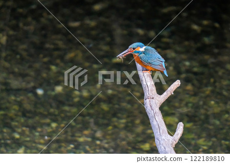 Kingfisher standing by the water 122189810