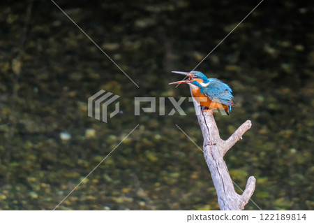 Kingfisher standing by the water Kingfisher standing by the water 122189814