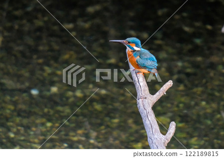 Kingfisher standing by the water Kingfisher standing by the water 122189815