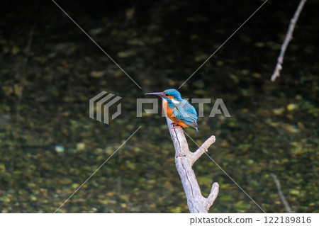 翠鳥站在水邊 翠鳥站在水邊 122189816