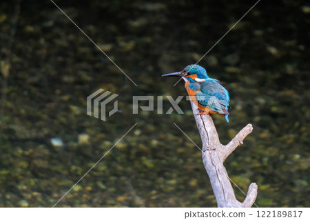 翠鳥站在水邊 122189817