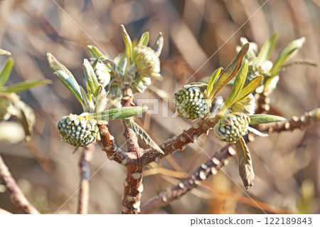 Mitsumata buds (winter, January) 122189843